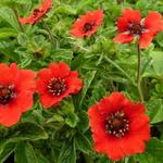 Potentilla nepalensis 'Gibson's Scarlet' - Ganzerik/vijfvingerkruid