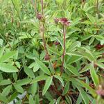 Potentilla palustris - Wateraardbei, watervijfvingerkruid