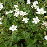 Potentilla tridentata 'Minima' - Ganzerik/vijfvingerkruid