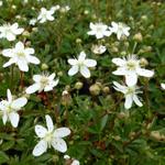 Potentilla tridentata 'Nuuk' - Ganzerik, vijfvingerkruid