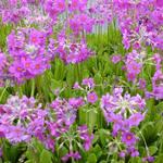 Primula beesiana - Sleutelbloem