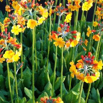 Primula bulleyana