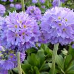 Primula denticulata var. cachemiriana - Sleutelbloem