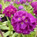 Primula denticulata 'Rubin' - Sleutelbloem