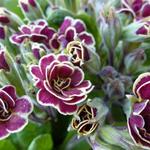 Primula 'Elizabeth Killelay' - Sleutelbloem