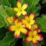 Primula 'Oak Leaf Yellow Picotee' - Sleutelbloem