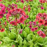 Sleutelbloem - Primula japonica 'Miller's Crimson'