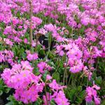 Primula rosea 'Grandiflora' - Sleutelbloem