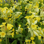 Primula veris - Sleutelbloem, Gulden sleutelbloem