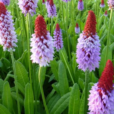 Primula vialii - Orchideeënprimula, Kaboutermuts