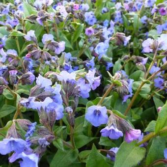 Pulmonaria angustifolia 'Blue Ensign'