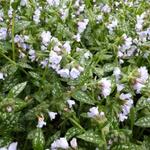 Pulmonaria 'Opal' - Gevlekt longkruid