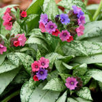 Pulmonaria 'Silver Bouquet' - Longkruid