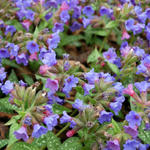 Pulmonaria 'Trevi Fountain' - Longkruid - Pulmonaria 'Trevi Fountain'