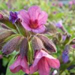 Pulmonaria 'Victorian Brooch' - Gevlekt longkruid