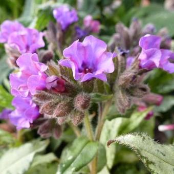 Pulmonaria longifolia 'Diana Clare'