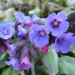 Pulmonaria officinalis - Gevlekt longkruid - Pulmonaria officinalis