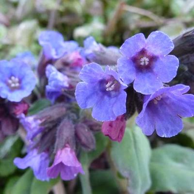 Pulmonaria officinalis - Gevlekt longkruid