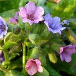 Pulmonaria officinalis 'Wuppertal' - Gevlekt longkruid