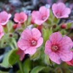 Pulmonaria rubra - Longkruid