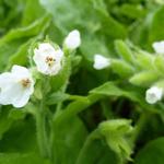 Pulmonaria rubra var. albocorollata - Longkruid