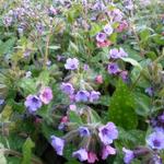 Pulmonaria saccharata 'Mrs. Moon' - Longkruid - Pulmonaria saccharata 'Mrs. Moon'