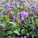 Pulmonaria saccharata 'Silverado' - Longkruid