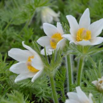 Pulsatilla vulgaris 'Alba'