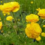 Ranunculus acris 'Multiplex' - Scherpe boterbloem / Gouden knoopje