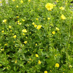 Ranunculus acris 'Stevenii' - Scherpe boterbloem / Gouden knoopje