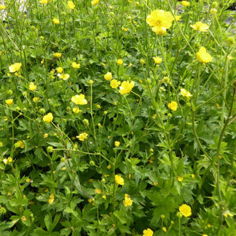 Ranunculus acris 'Stevenii'