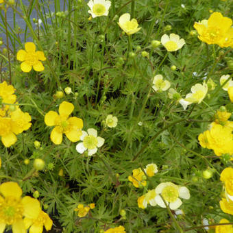 Ranunculus acris 'Sulphureus'