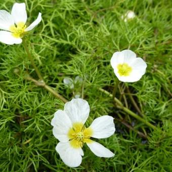 Ranunculus aquatilis