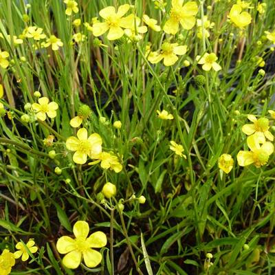 Egelboterbloem - Ranunculus flammula