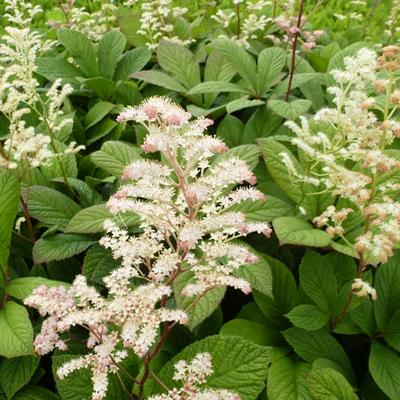 Rodgersia aesculifolia - Kijkblad, Schout bij Nacht