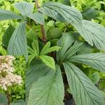 Rodgersia henrici - Kijkblad, Schout bij Nacht