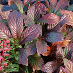 Rodgersia pinnata 'Bronze Peacock' - Kijkblad, Schout bij Nacht