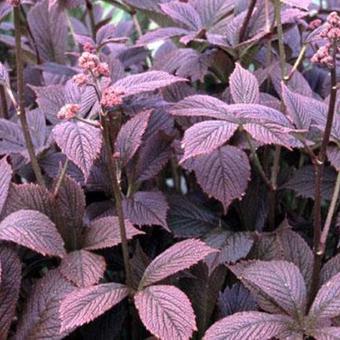 Rodgersia pinnata 'Chocolate Wings'