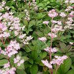 Rodgersia pinnata 'Hanna' - Kijkblad, Schout bij Nacht