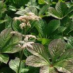 Rodgersia pinnata 'Hercules' - Kijkblad