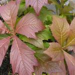 Rodgersia podophylla 'Rotlaub' - Kijkblad, Schout bij Nacht