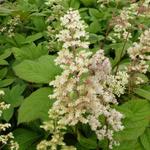 Rodgersia sambucifolia - Kijkblad, Schout bij Nacht