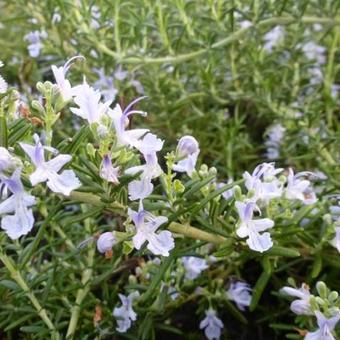 Rosmarinus officinalis 'Capri'