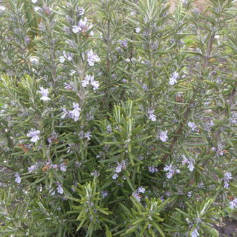 Rosmarinus officinalis 'Miss Jessopp's Upright'