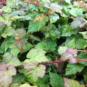 Rubus tricolor