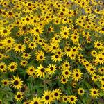 Rudbeckia fulgida 'Early Bird Gold' - Zonnehoed