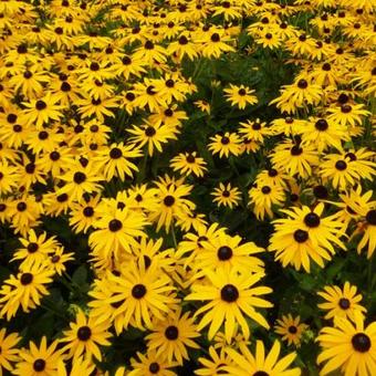 Rudbeckia fulgida var. sullivantii 'Goldsturm'