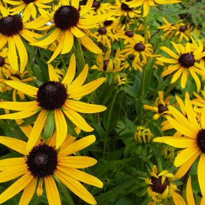 Rudbeckia fulgida var. sullivantii 'Little Goldstar' - Zonnehoed