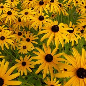 Rudbeckia fulgida var. deamii