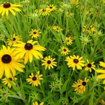 Rudbeckia fulgida var. speciosa